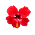 Jawa Flower